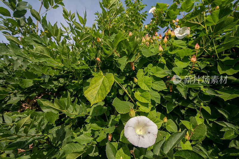 白色牵牛花(Ipomoea lacunosa)在英国肯特郡的汤布里奇